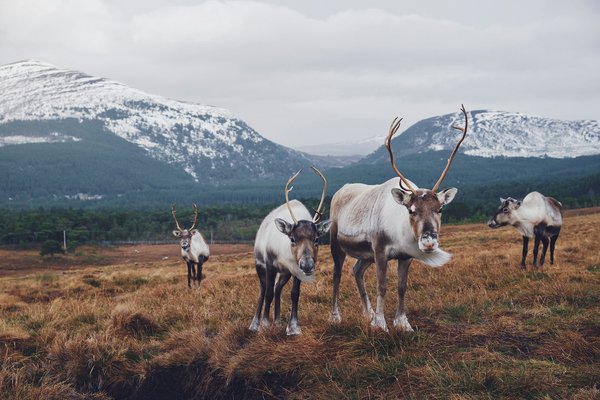 How to find a holiday rental in the Scottish Highlands with access to reindeer herding?