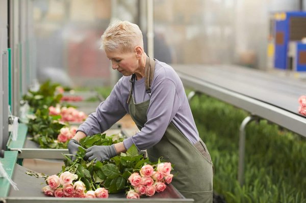Which UK botanical gardens offer specialized tours on the cultivation of heirloom roses?